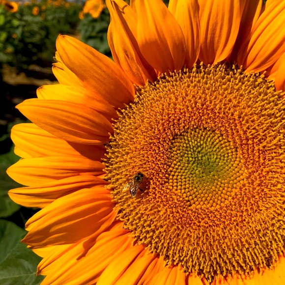 Meet your Posher, Kimberly - Picture 1 of 1